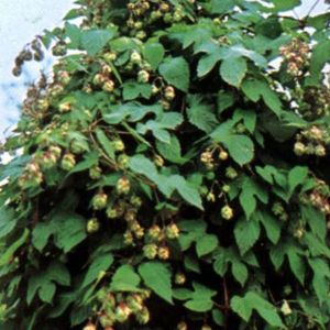 Arborix - 6 x Houblon commun - godet 9cm x 9cm