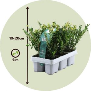 Ilex Crenata - Set de 12 - Houx japonais - Pot 9cm - Hauteur 10cm