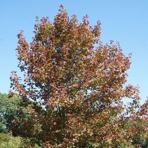 &Eacute;rable freemanii 'Jeffersred'/Pot de 7,5L - 80/100 cm