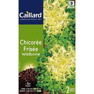 caillard Pfcc11016 Graines De Chicorée Frisée Wallonne