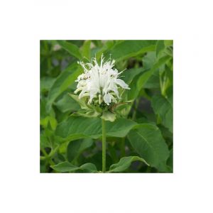 Monarde Schneewittchen/Godet