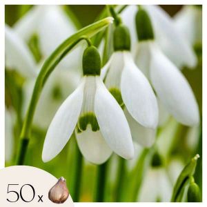 Galanthus elwesii - Bulbes de perce-neige x50