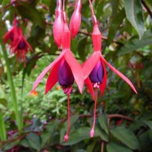 2 Fuchsias 'Riccartonii' - Vendu par 2 - Lot de 2 godets