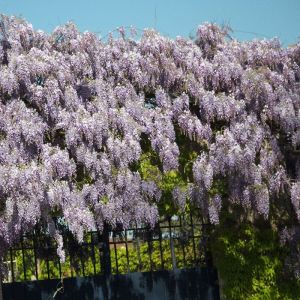 Glycine de Chine sinensis/Godet - 5/20 cm