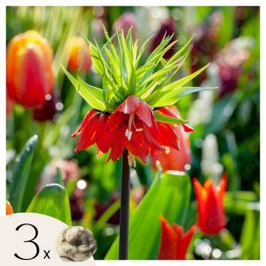 Fritillaria Rubra - Bulbes à fleurs x3 - Fleur fritillaire rouge