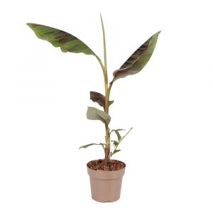 Plante &agrave; bananes rouges - Ensete ventricosum - Hauteur 55-70cm - ⌀21cm