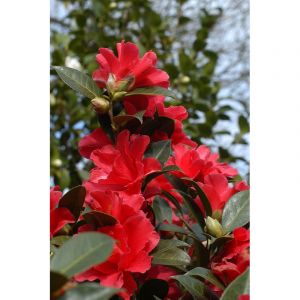 Cam&eacute;lia 'freedom bell' taille du pot -