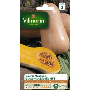 Vilmorin Courge Musquée Butternut Sibelle
