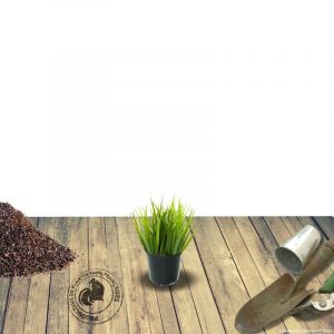 Uncinia rubra/Godet - 5/20 cm