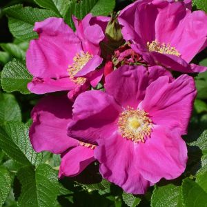 Rosier arbustif x rugosa/Pot de 4L - 20/40 cm