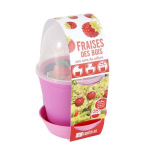 Radis et capucine Mini serre de culture Fraises des bois