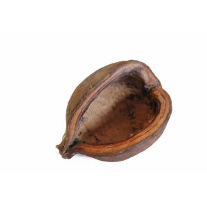 Reptiles Planet Coque de noix de badam