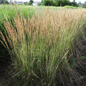Image de Calamagrostis acutiflora Overdam/Godet