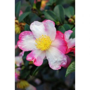 Cam&eacute;lia 'rainbow' taille du pot - en po