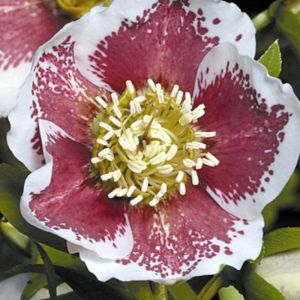 Hell&eacute;bore orientale White Lady Spotted/Godet - 5/20 cm