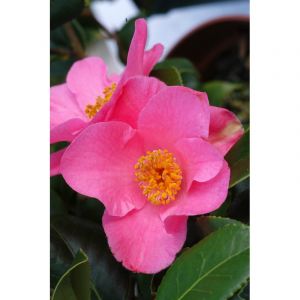 Cam&eacute;lia 'anne marie pichon' taille du p