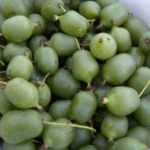 Kiwi de sib&eacute;rie arguta super issa&iuml; (autofertile) - pot de 1.5l