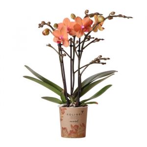 Orchid&eacute;e Phalaenopsis orange - &Oslash;9cm - plante d'int&eacute;rieur fleurie 35cm - Plante d'int&eacute;rieur