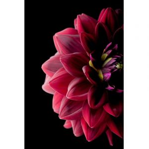 Tableau sur verre synt tique dahlia 80x120 cm Rouge