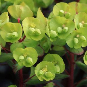 Image de Euphorbe des bois amygdaloides Purpurea/Pot de 3L - 40/60 cm