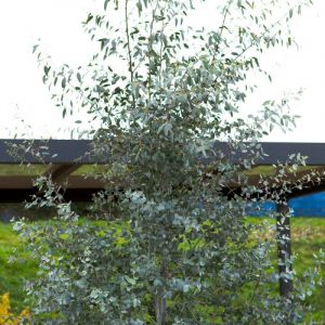 Eucalyptus gunnii Silverana/Pot de 5L - 80/100 cm