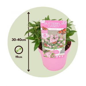 Buddleja Candy 'Petite rose' - Set de 2 - Buddleia - Pot 19cm - Hauteur 30-40cm