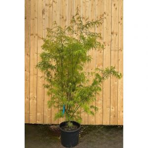 &Eacute;rable du japon 'scolopendrifolium' (grande taille) taille du pot - en conteneu