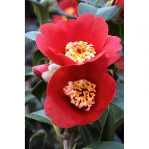 Cam&eacute;lia 'kimberley' taille du pot - en