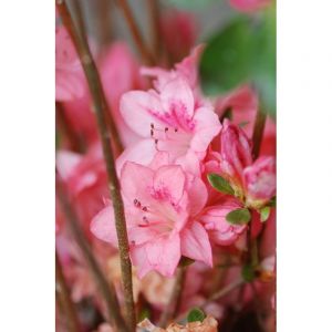 Azal&eacute;e du japon 'blaauw's pink ' taille du pot - en pot de 3 litres