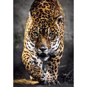 Clementoni Puzzle Compact 1000 pièces : La Promenade du Jaguar