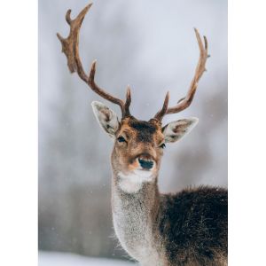 Ceanothe Tableau sur toile cerf sous la neige 30x45 cm