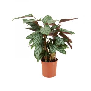 Bloomique - Calathea Compactstar - Plante d'int&eacute;rieur - Facile d'entretien - Purifiante - Hauteur 30-40 cm - Pot de 12 cm