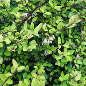 Image de Ch&egrave;vrefeuille arbustif Panmin/Pot de 7,5L - 40/60 cm