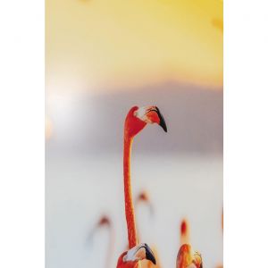 Image de Kare Design Karedesign Tableau en verre famille flamants roses 80x80cm