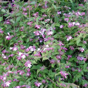 Buisson de beaut&eacute; Pink Cloud/Pot de 4L - 40/60 cm