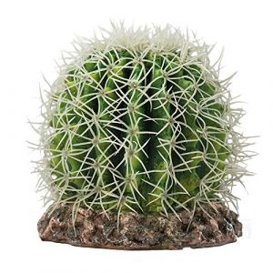 Hobby Kaktus Sonora
