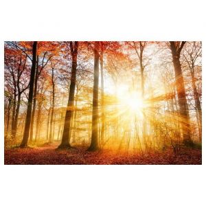 Affiche coucher soleil en forêt, 60x40cm - made in France