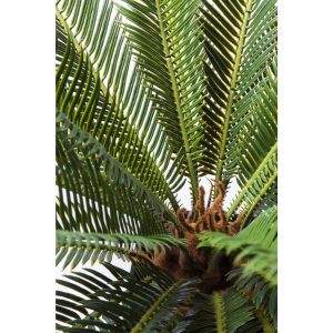 Image de Kare Design Plante décorative Cycas 78cm