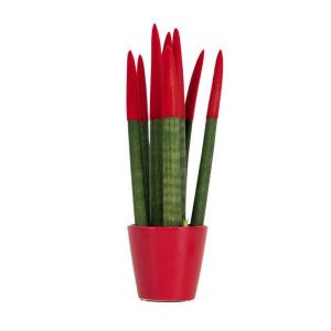 Sansevieria Cylindrica - Velvet Touchz - Hauteur 20-40cm - Pot 9cm