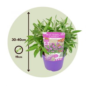Plant In A Box - Buddleja Candy Little Purple - Buddleja - Arbuste - Pot 19cm - Hauteur 30-40cm - Violet
