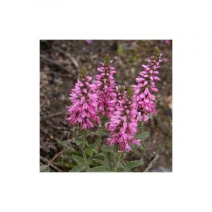 V&eacute;ronique en &eacute;pi spicata Barcarolle/Godet - 5/20 cm