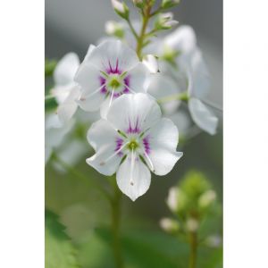 Parahebe 'avalanche' taille du pot - en pot de 3 litres