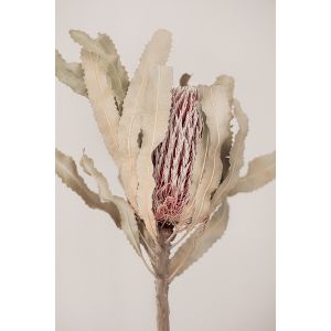 Ceanothe Tableau sur toile plante sèche 30x45 cm - Impression sur Toile Murale Décorative - Image imprimée en hd sur Toile - Toile sur Châssis en