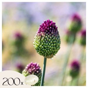Allium Sphaerocephalon - Bulbes x200 - Allium Sphérocéphale - Bulbes à Fleurs