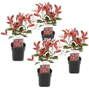 Plant In A Box - Photinia fraseri Red Robin - Set de 4 - Pot 17cm - Hauteur 30-40cm - Blanc