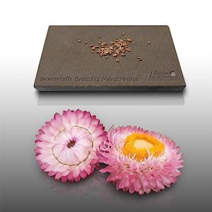 50 graines Fleurs &agrave; semer - Le Grenier d'Abondance - IMMORTELLE &agrave; bract&eacute;e vari&eacute;e - Helichrysum bracteatum