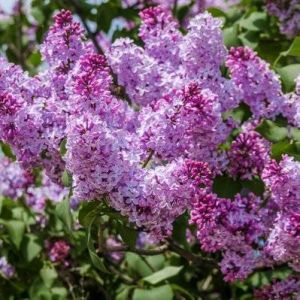 Image de Lilas Commun 'Michel Buchner' (Syringa Vulgaris) - Godet - Taille 13/25cm