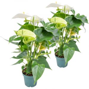 2x Anthurium 'Aristo' Blanc - Flamingo Plant - Facile d'entretien - ?12 cm - ?30-40 cm