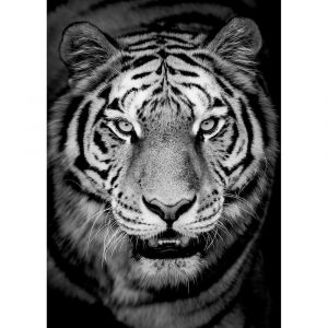 Ceanothe Tableau sur verre synthétique tigre en noir et blanc 65x97 cm