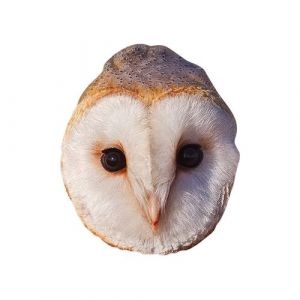 Star Cutouts SM444 Masque hibou en carton &ndash; Superbe sujet de conversation &ndash; si r&eacute;aliste
